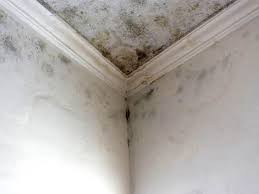 Mold Documentation for Insurance Claims in Charlotte Harbor, FL