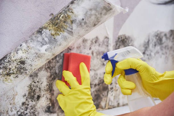 Mold Remediation for Vacation Homes in Charlotte Harbor, FL